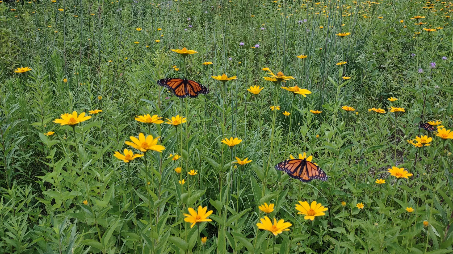 butterfly